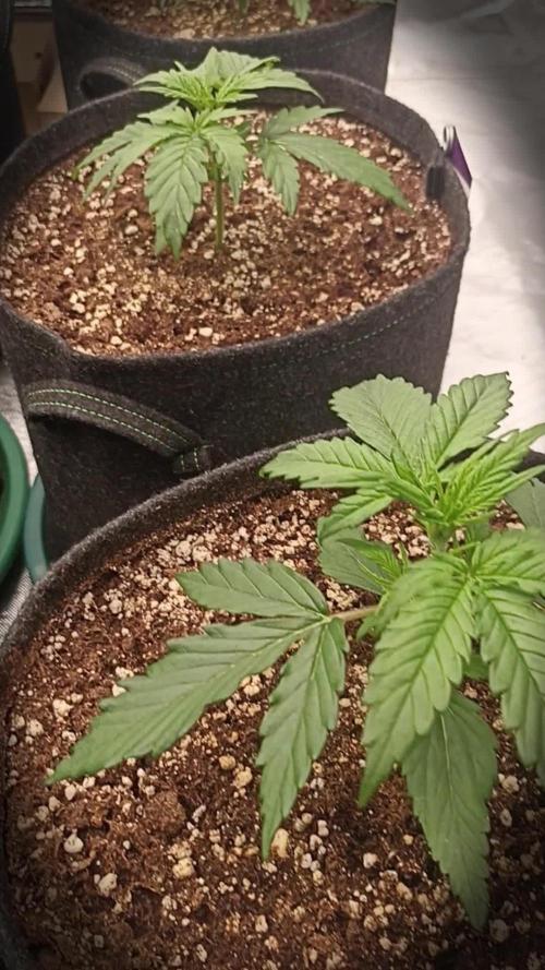 🍓 Strawberry Cheesecake Auto 🍰