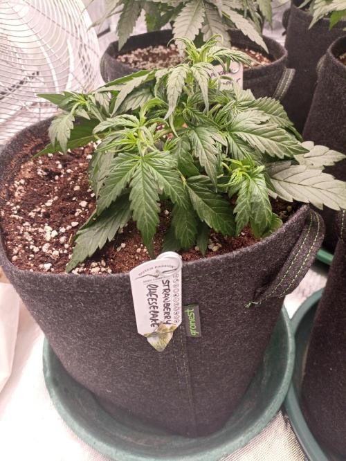 🍓 Strawberry Cheesecake Auto 🍰. Week 4