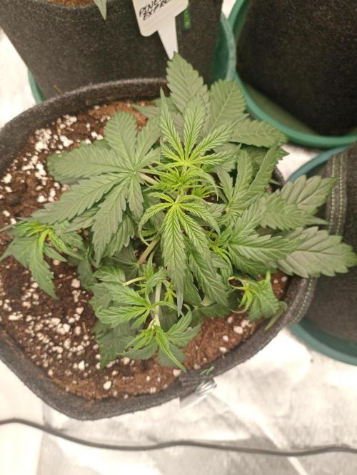 🍓 Strawberry Cheesecake Auto 🍰. Week 4