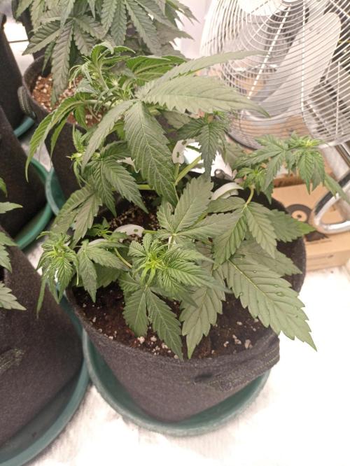 🍓 Strawberry Cheesecake Auto 🍰. Week 4