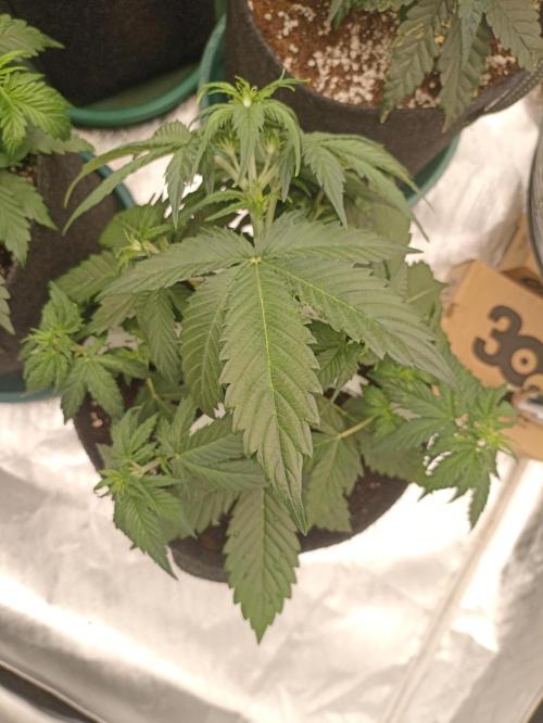 🍓 Strawberry Cheesecake Auto 🍰. Week 4