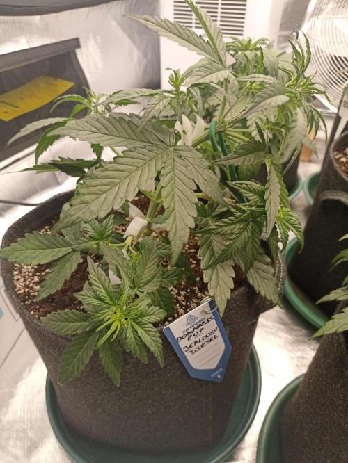 🐺 Dognabis#19A 🐺. Week 4