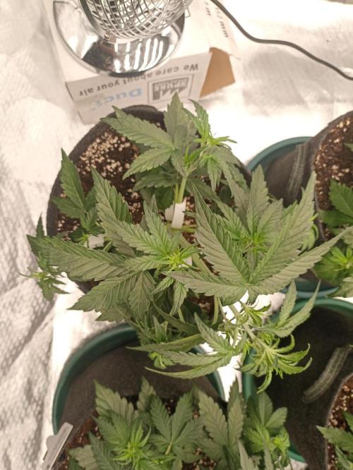 🐺 Dognabis#19A 🐺. Week 4