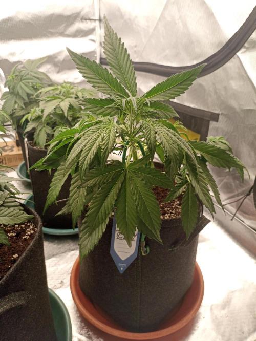 🐺 Dognabis#19A 🐺. Week 4