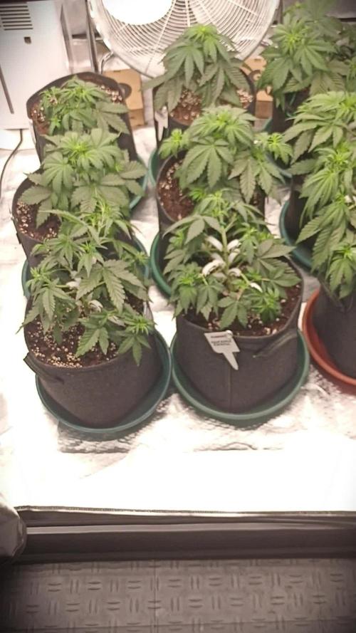 🍍 Pineapple Express Auto 🍍