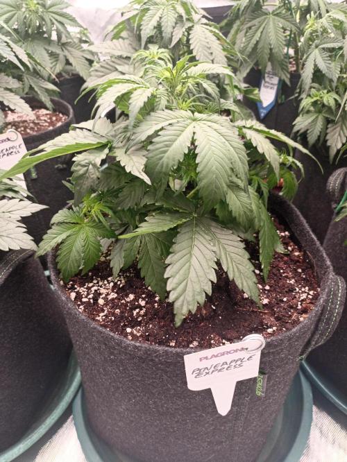 🍍 Pineapple Express Auto 🍍. Week 4