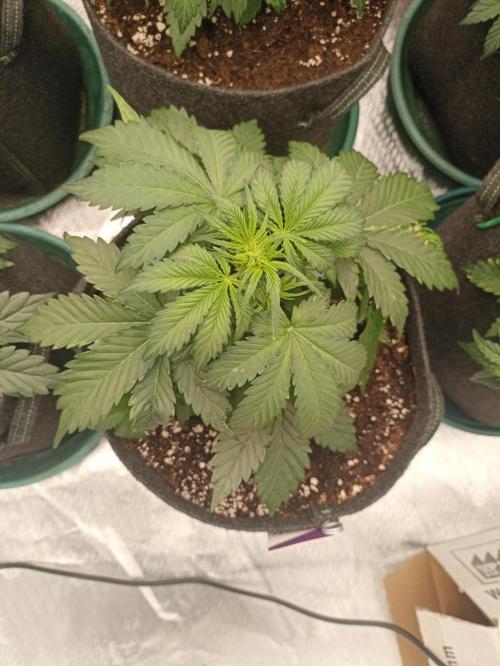 🍍 Pineapple Express Auto 🍍. Week 4