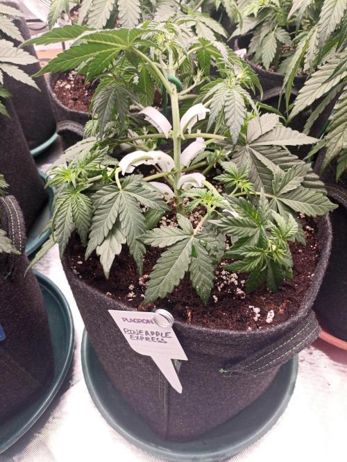 🍍 Pineapple Express Auto 🍍. Week 4