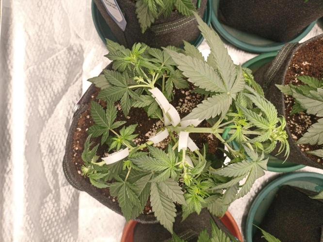 🍍 Pineapple Express Auto 🍍. Week 4