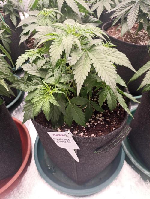 🍍 Pineapple Express Auto 🍍. Week 4