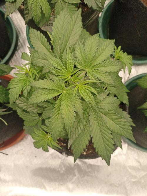 🍍 Pineapple Express Auto 🍍. Week 4