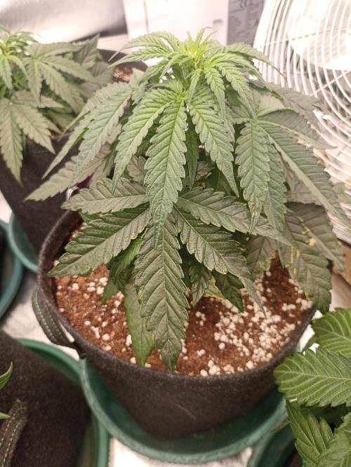 🍍 Pineapple Express Auto 🍍. Week 4