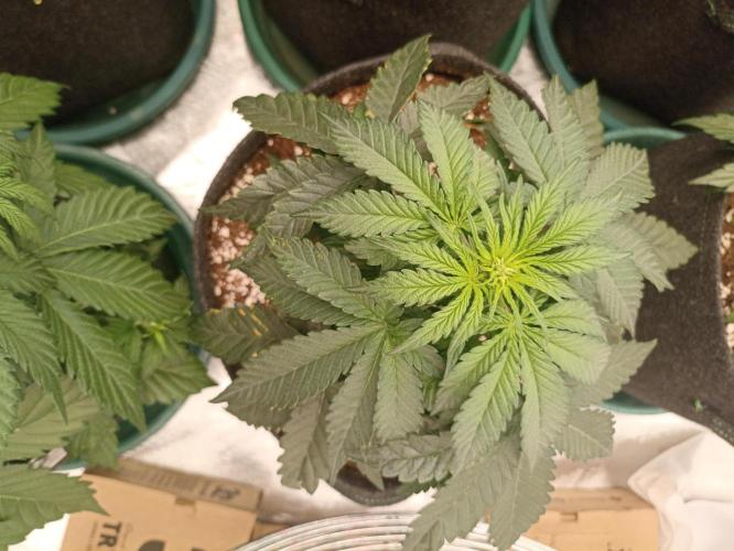 🍍 Pineapple Express Auto 🍍. Week 4