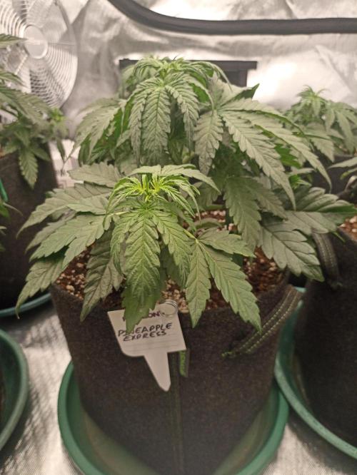 🍍 Pineapple Express Auto 🍍. Week 4