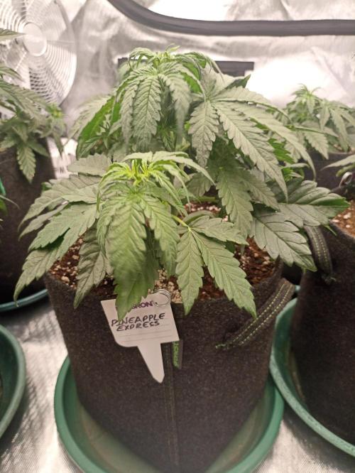 🍍 Pineapple Express Auto 🍍. Week 4