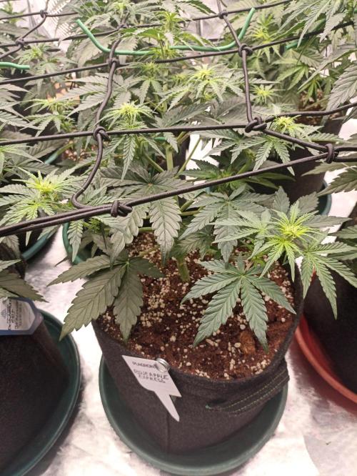 🍍 Pineapple Express Auto 🍍. Week 5