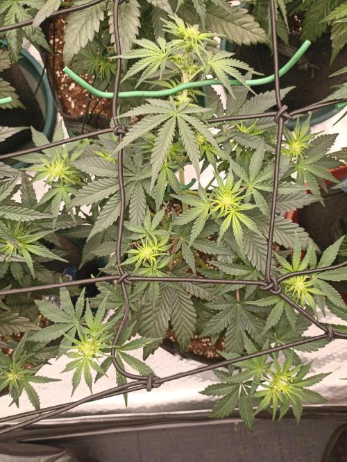 🍍 Pineapple Express Auto 🍍. Week 5