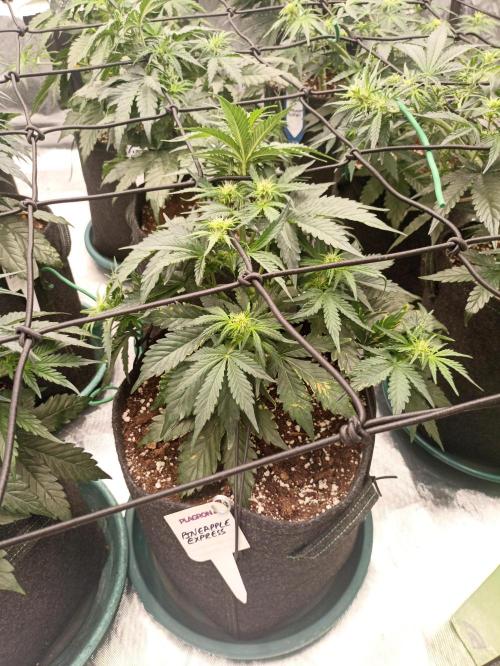 🍍 Pineapple Express Auto 🍍. Week 5