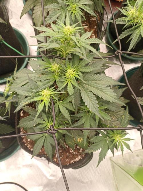 🍍 Pineapple Express Auto 🍍. Week 5