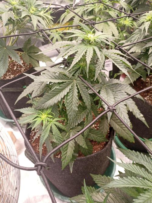 🍍 Pineapple Express Auto 🍍. Week 5