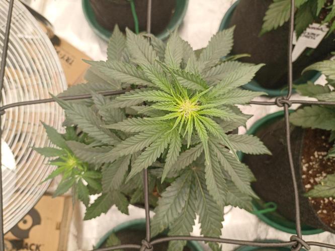 🍍 Pineapple Express Auto 🍍. Week 5