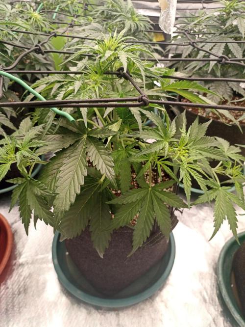 🍍 Pineapple Express Auto 🍍. Week 5