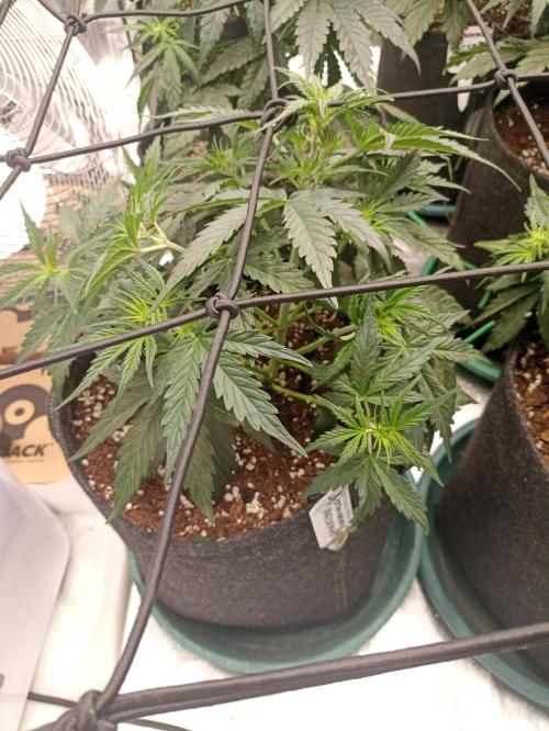 🍓 Strawberry Cheesecake Auto 🍰. Week 5