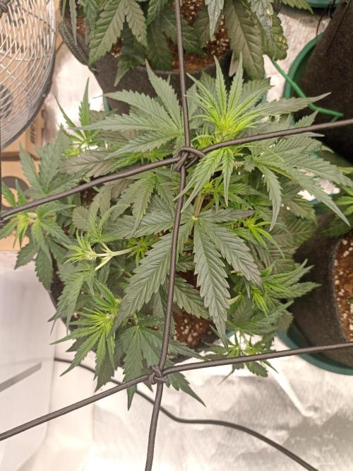 🍓 Strawberry Cheesecake Auto 🍰. Week 5