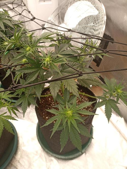 🍓 Strawberry Cheesecake Auto 🍰. Week 5