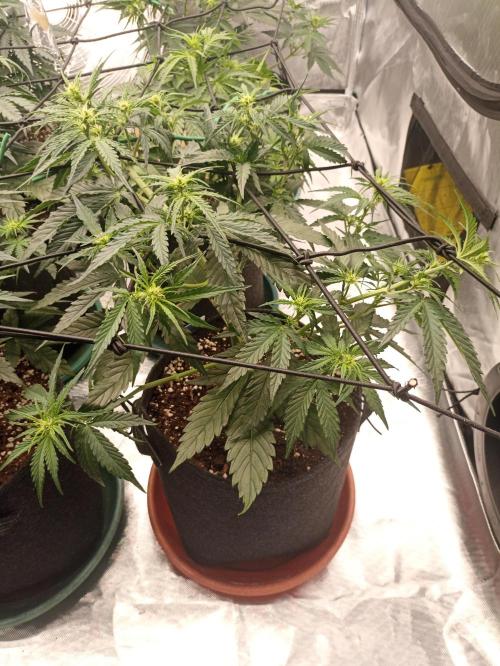 🐺 Dognabis#19A 🐺. Week 5