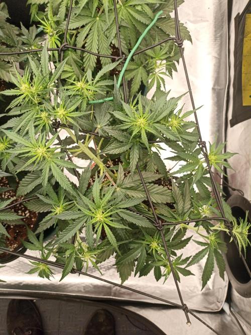 🐺 Dognabis#19A 🐺. Week 5