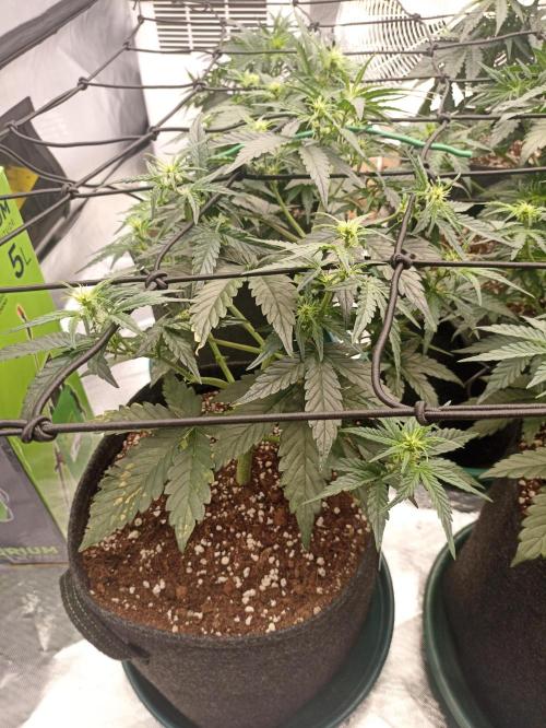 🐺 Dognabis#19A 🐺. Week 5