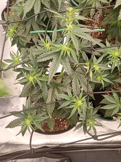 🐺 Dognabis#19A 🐺. Week 5