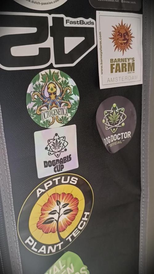 🐺 Dognabis#19A 🐺