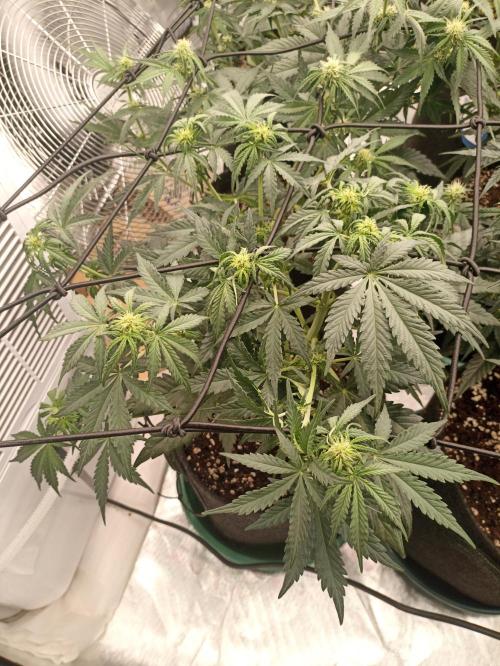 🍍 Pineapple Express Auto 🍍. Week 6