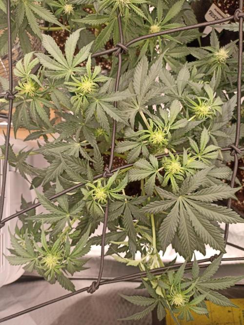 🍍 Pineapple Express Auto 🍍. Week 6