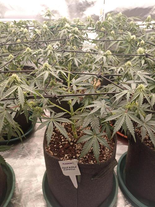 🍍 Pineapple Express Auto 🍍. Week 6