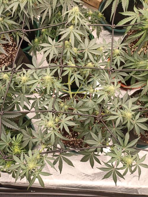 🍍 Pineapple Express Auto 🍍. Week 6