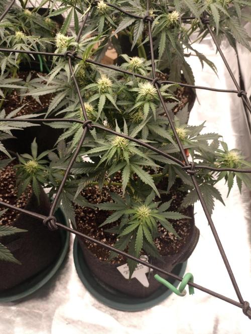 🍍 Pineapple Express Auto 🍍. Week 6