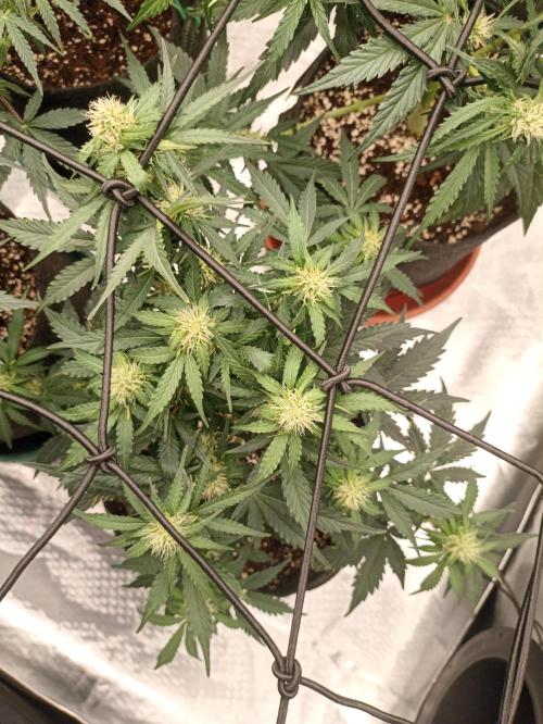 🍍 Pineapple Express Auto 🍍. Week 6