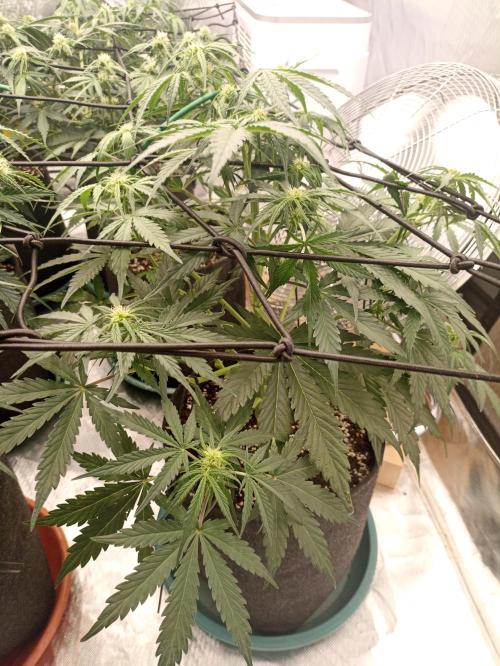 🍍 Pineapple Express Auto 🍍. Week 6