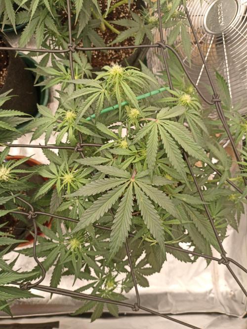 🍍 Pineapple Express Auto 🍍. Week 6