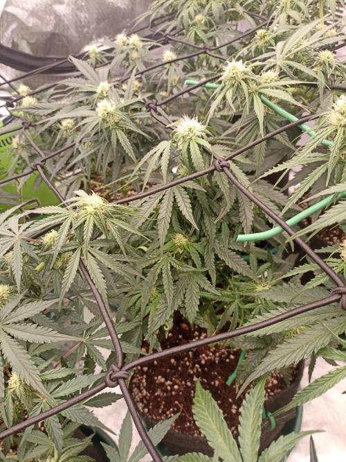 🍍 Pineapple Express Auto 🍍. Week 6