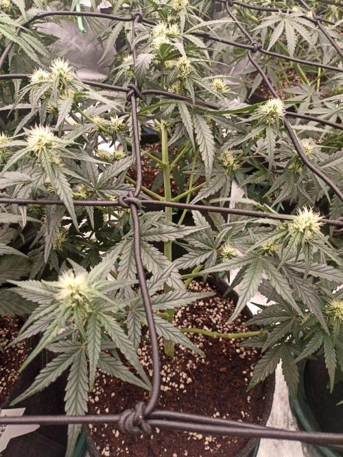 🐺 Dognabis#19A 🐺. Week 6