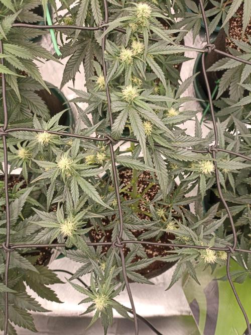 🐺 Dognabis#19A 🐺. Week 6