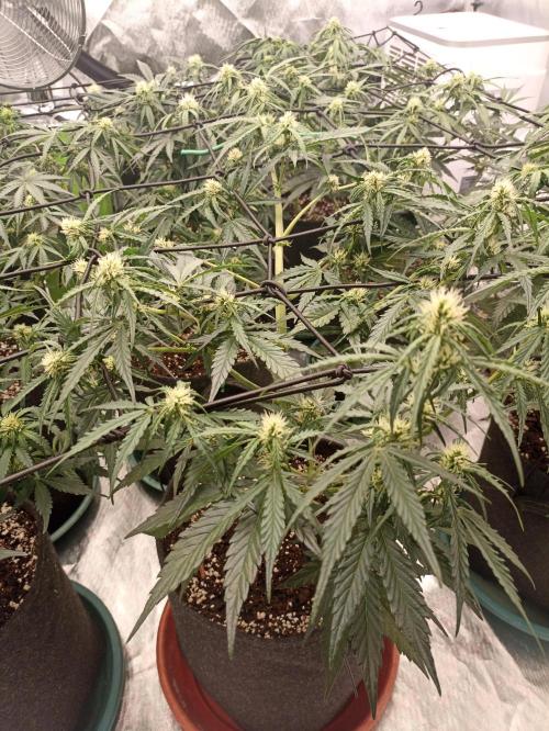 🐺 Dognabis#19A 🐺. Week 6