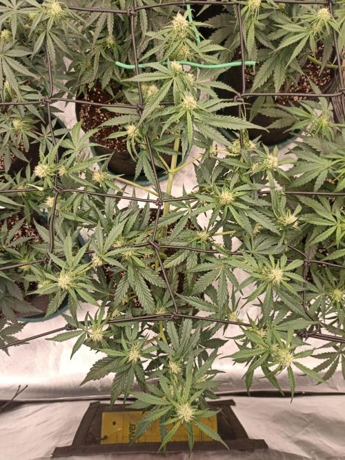 🐺 Dognabis#19A 🐺. Week 6