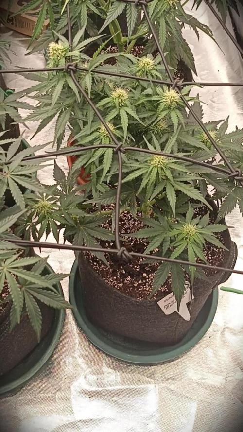 🐺 Dognabis#19A 🐺