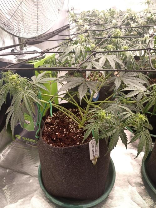 🍓 Strawberry Cheesecake Auto 🍰. Week 6