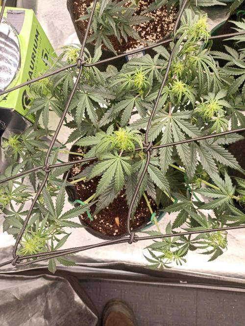 🍓 Strawberry Cheesecake Auto 🍰. Week 6